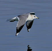 Common Gull