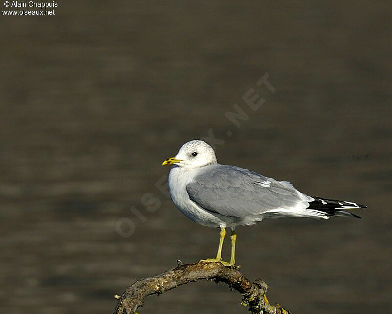 Common Gulladult post breeding, identification, Behaviour