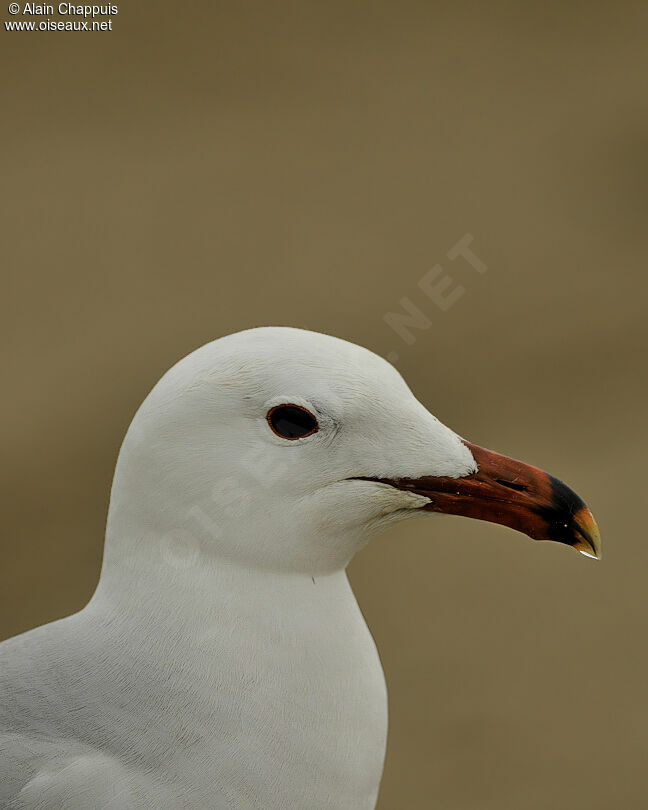 Goéland d'Audouinadulte nuptial, identification, Comportement