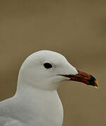 Audouin's Gull