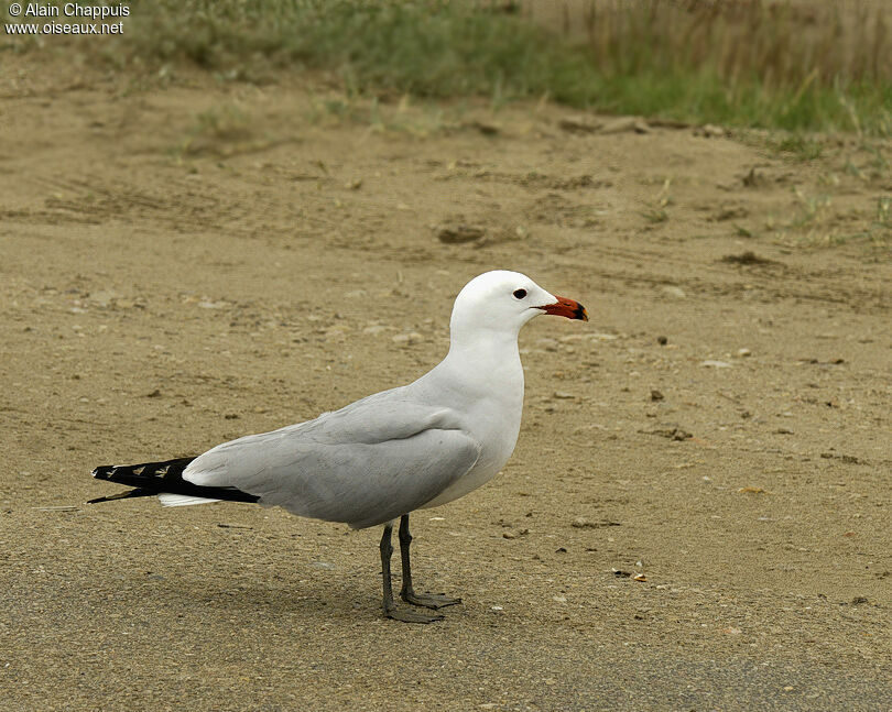 Goéland d'Audouinadulte nuptial, identification, Comportement