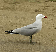 Audouin's Gull