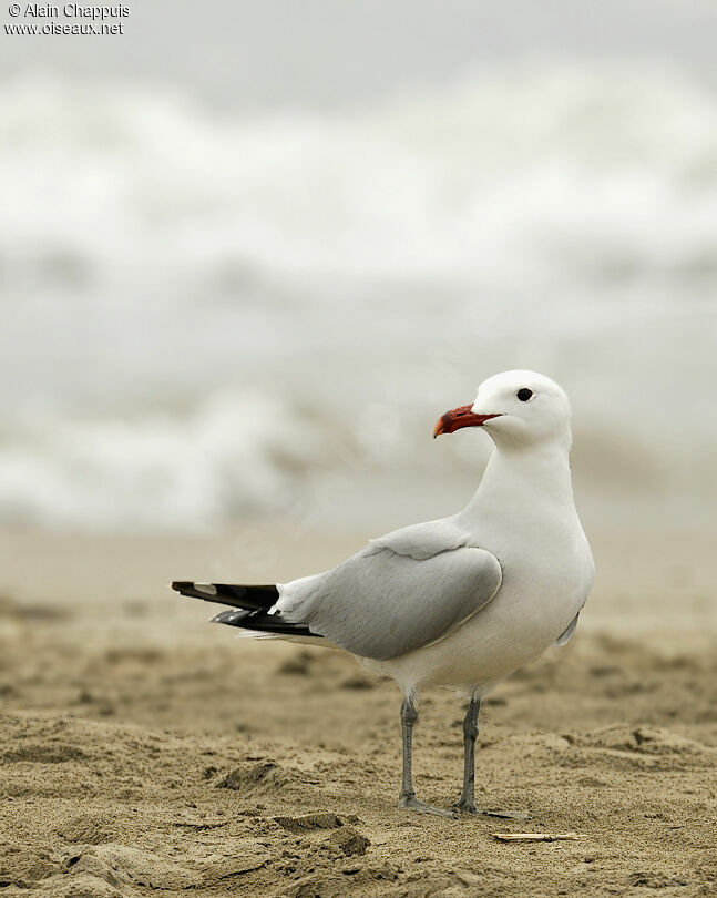 Goéland d'Audouinadulte nuptial, identification, Comportement