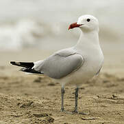 Audouin's Gull