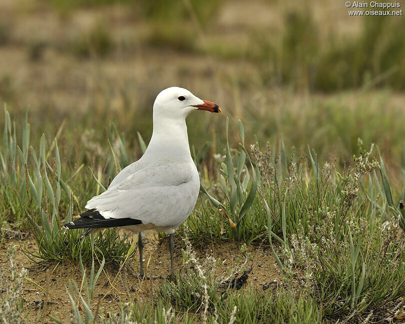 Goéland d'Audouinadulte nuptial, identification, Comportement