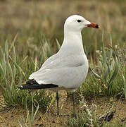 Audouin's Gull