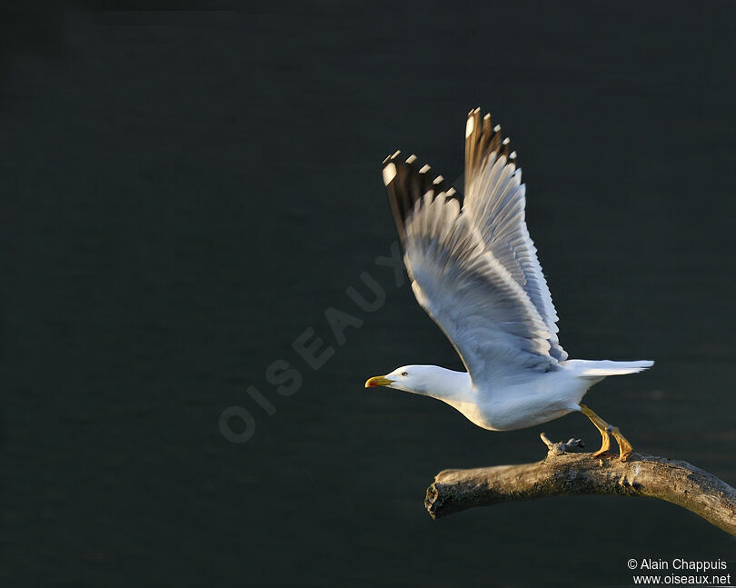 Yellow-legged Gulladult, identification, Flight, Behaviour