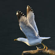 Yellow-legged Gull