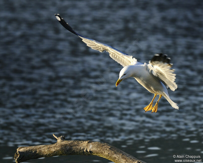 Yellow-legged Gulladult, identification, Flight, Behaviour