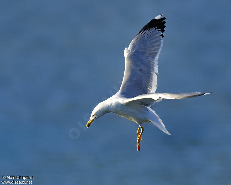 Yellow-legged Gulladult, identification, Flight, Behaviour