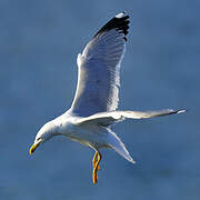 Yellow-legged Gull