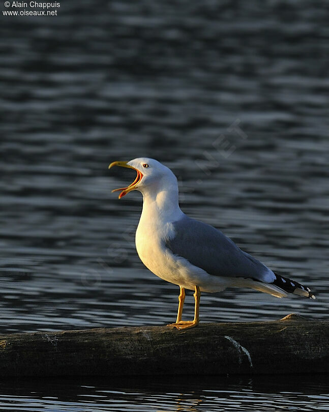 Yellow-legged Gulladult, identification, song, Behaviour