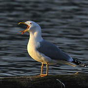 Yellow-legged Gull