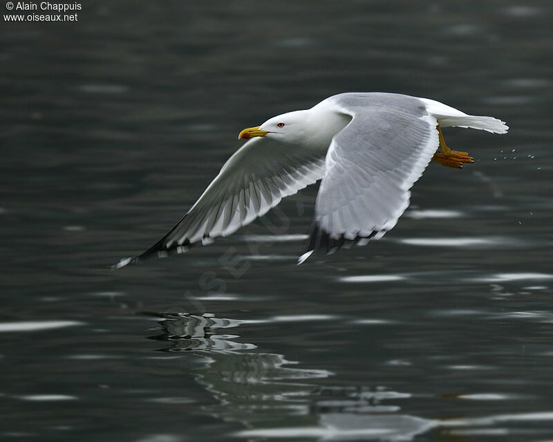 Yellow-legged Gulladult post breeding, identification, Flight, Behaviour