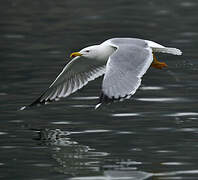 Yellow-legged Gull