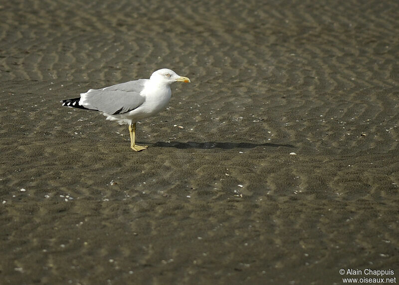 Yellow-legged Gulladult, identification, Behaviour