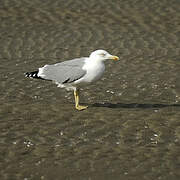 Yellow-legged Gull