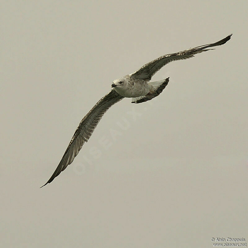 Yellow-legged GullThird  year, identification, Flight, Behaviour