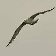 Yellow-legged Gull