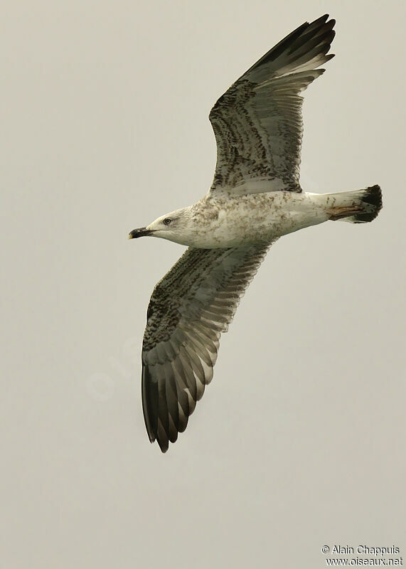 Yellow-legged Gullimmature, identification, Flight, Behaviour