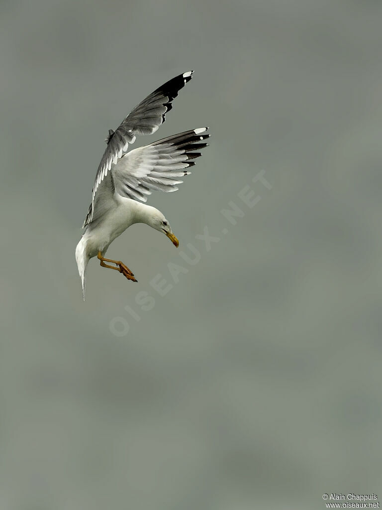 Yellow-legged Gulladult, Flight, fishing/hunting