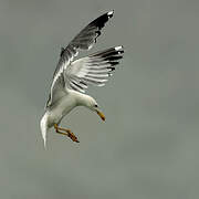 Yellow-legged Gull