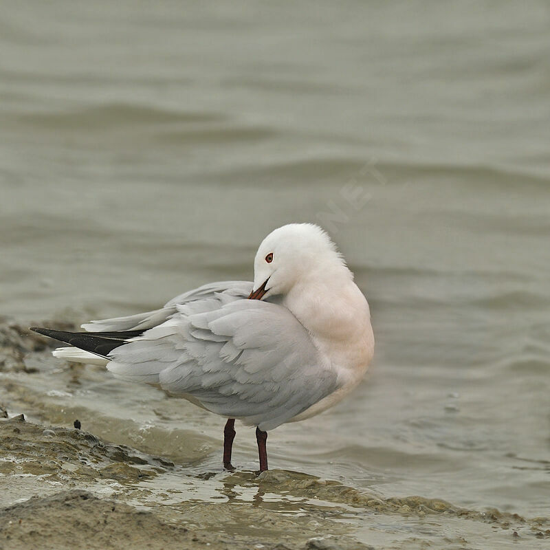 Goéland railleuradulte nuptial, identification, Comportement