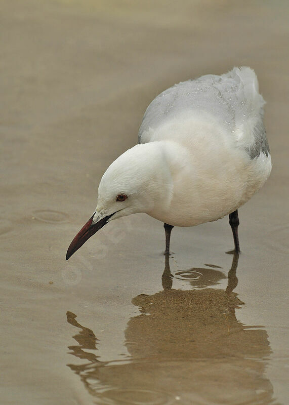 Slender-billed Gulladult breeding, identification, Behaviour