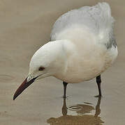 Slender-billed Gull