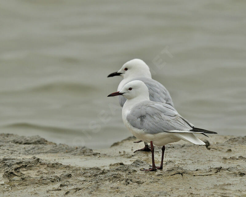 Goéland railleur , identification, Comportement