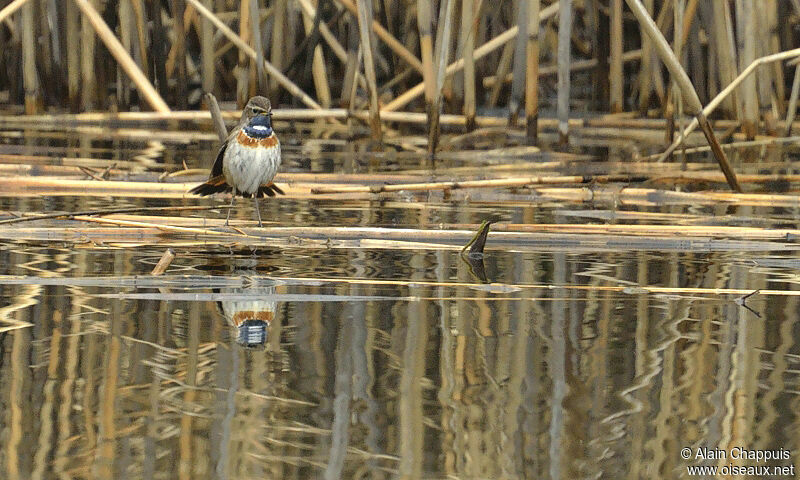 Gorgebleue à miroiradulte, identification, Comportement