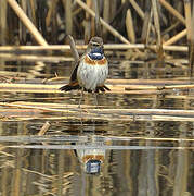 Bluethroat