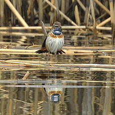 Gorgebleue à miroir