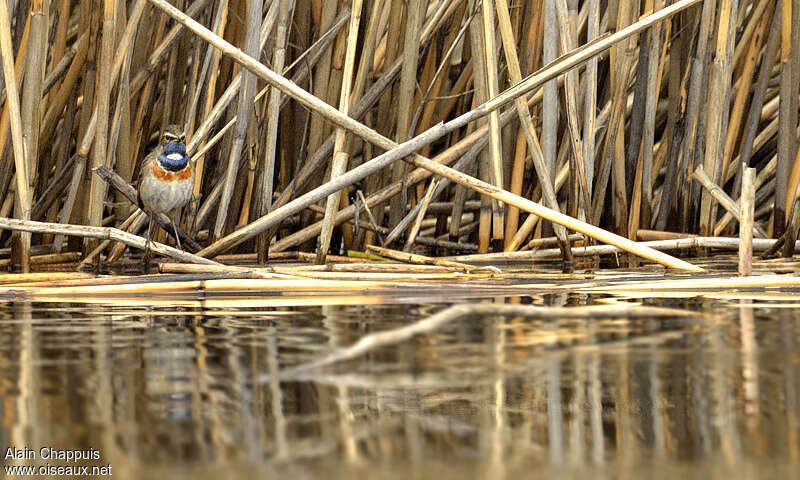 Gorgebleue à miroir mâle adulte, habitat, Comportement