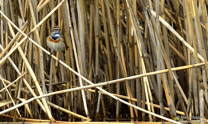 Bluethroatadult, identification, Behaviour