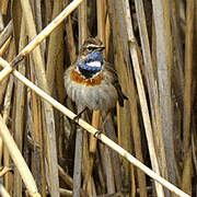 Bluethroat