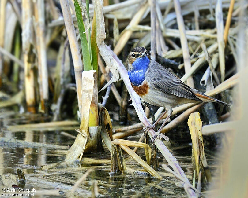 Bluethroat (cyanecula) male adult, identification, Behaviour