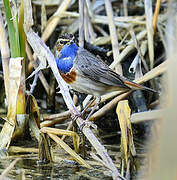 Bluethroat (cyanecula)