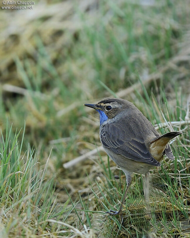 Bluethroat (cyanecula) male adult, identification, Behaviour