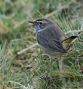 Bluethroat (cyanecula)