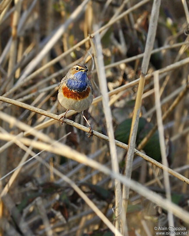 Bluethroat (cyanecula)adult, identification, Behaviour