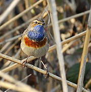 Bluethroat (cyanecula)