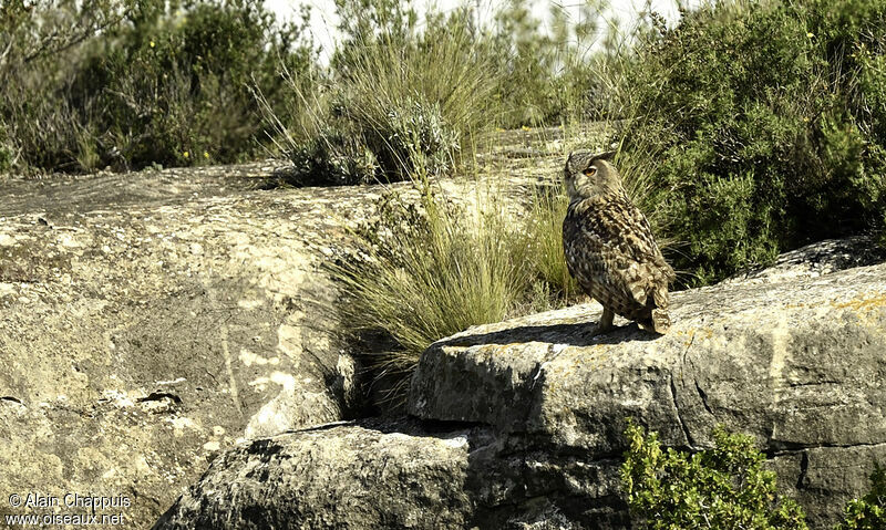Eurasian Eagle-Owladult, identification, Behaviour