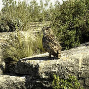 Eurasian Eagle-Owl