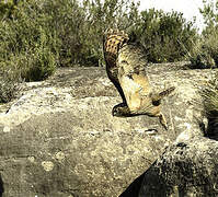 Eurasian Eagle-Owl