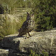 Eurasian Eagle-Owl