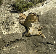 Eurasian Eagle-Owl