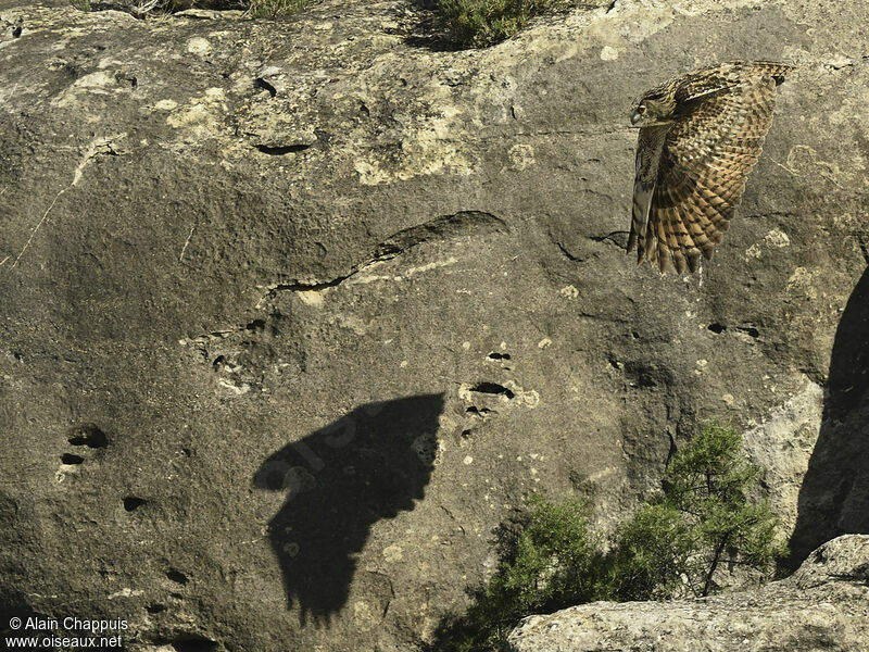 Eurasian Eagle-Owladult, identification, Flight, Behaviour