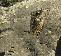 Eurasian Eagle-Owl