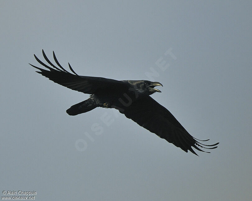 Northern Ravenadult, Flight